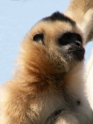 gibbon 2008