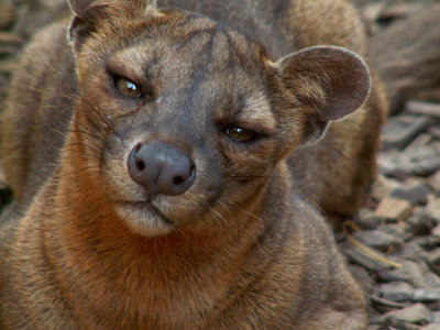 fossa 2008