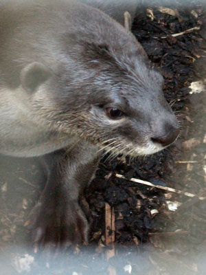 one of two new otters 2008