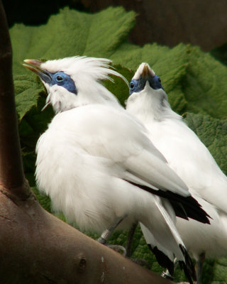 bali starling 2008