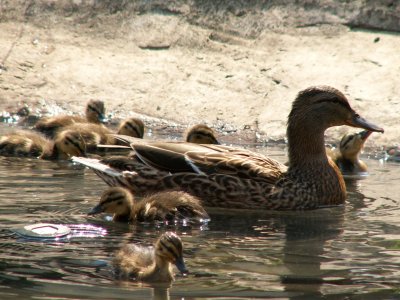 visiting ducks 2008
