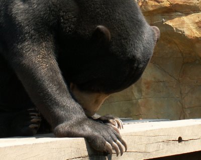 sun bears 2008