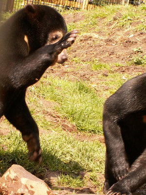 sun bears 2008