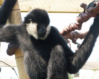 gibbons 2008