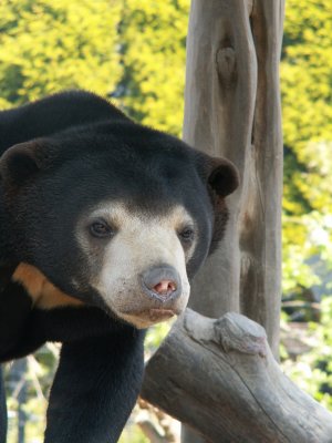 sun bears 2008