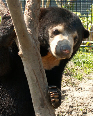 sun bears 2008