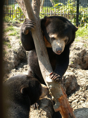 sun bears 2008
