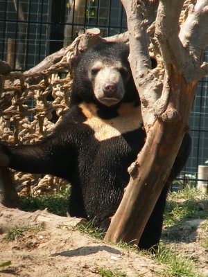 sun bears 2008