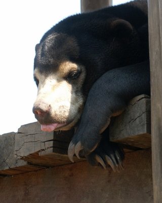 sun bears 2008