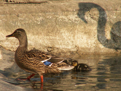 visiting ducks 2008