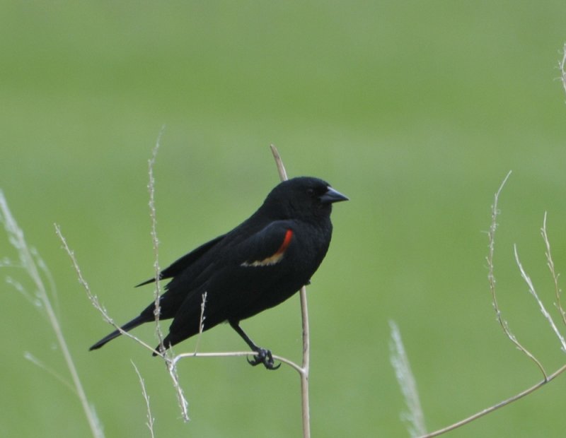 red-winged blackbird _DSC8648.JPG