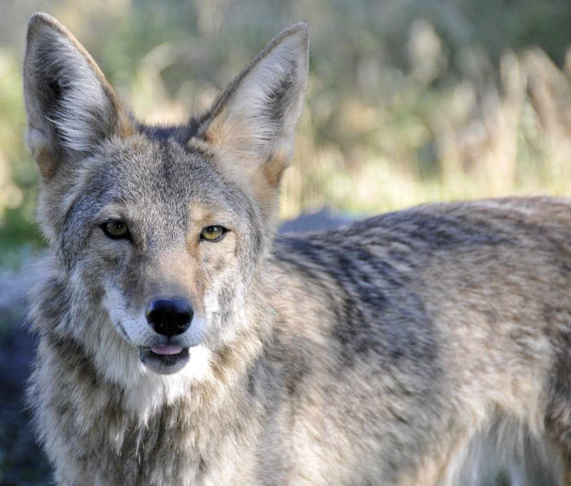 coyote at pocatello zoo small _DSC1753.jpg