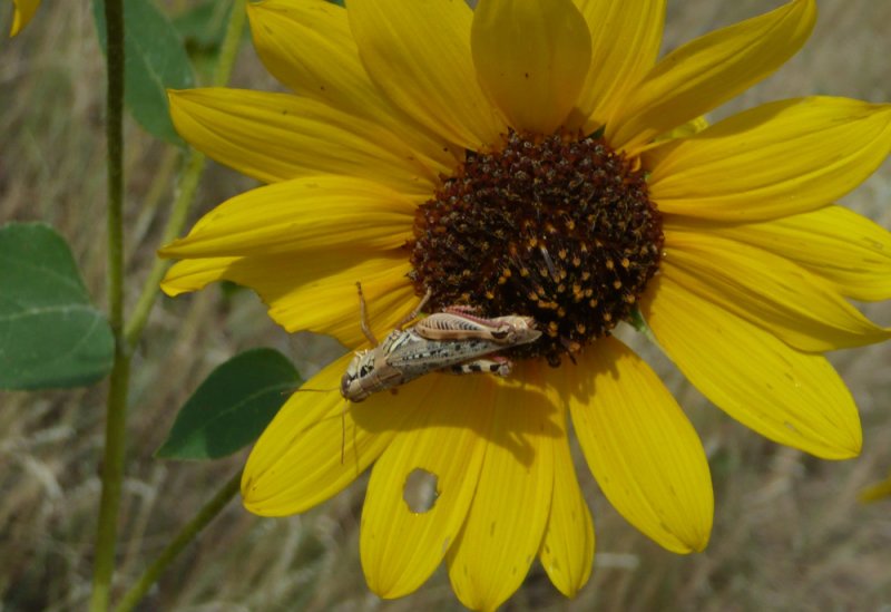 grasshopper on sunflower P1040167.jpg