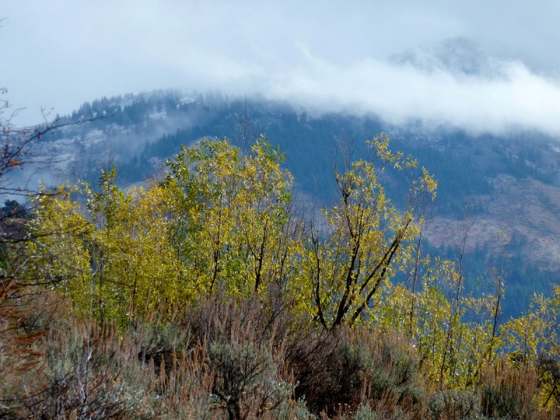 Autumn on Scout Mountain smallfile P1030229.jpg