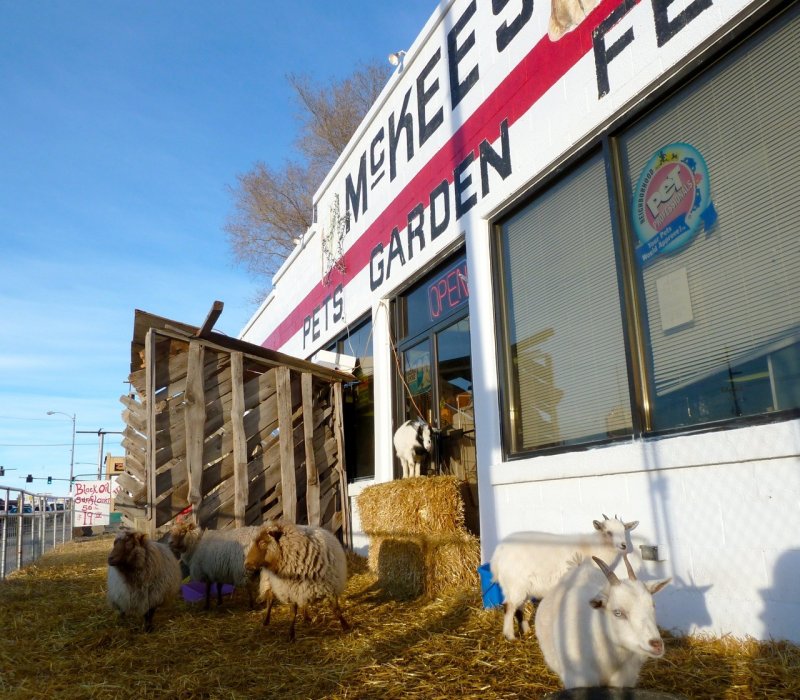 Sheep and Goats at McKees Pocatello P1040288.jpg