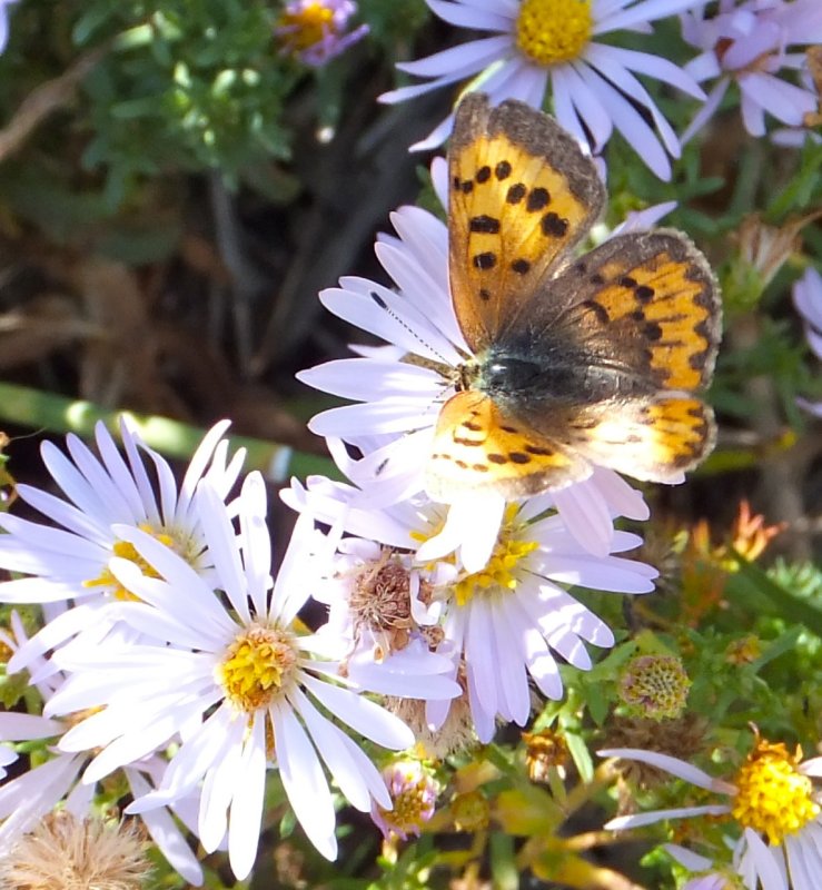 butterfly on fleabane DSCF5963.jpg