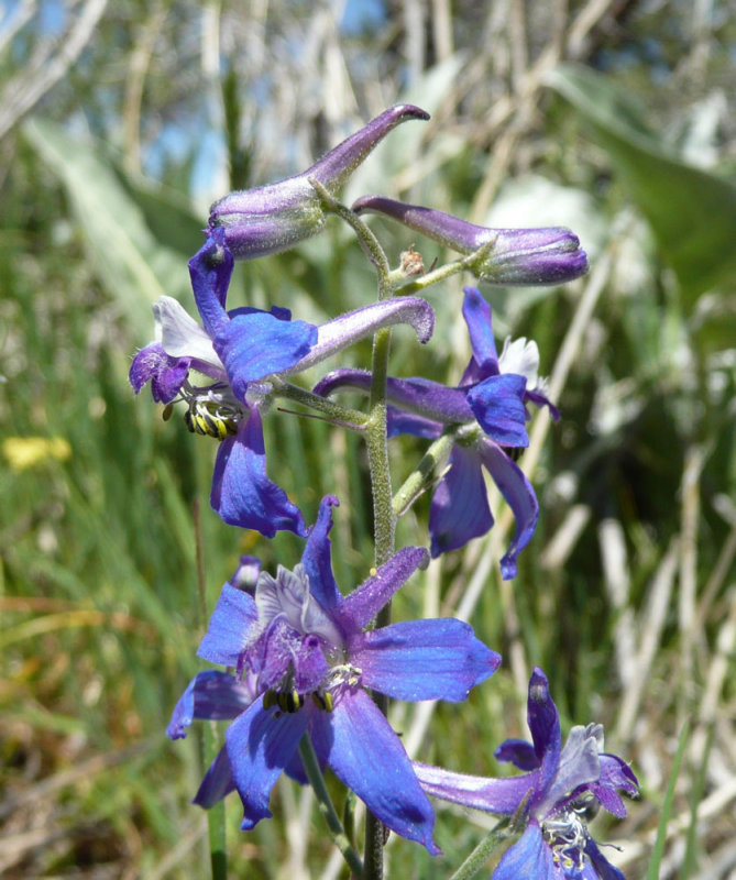 Upland Larkspur at Gibson Jack P1020616.jpg