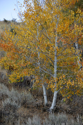 Autumn Scene with Aspen and Sagebrush _DSC9912.jpg