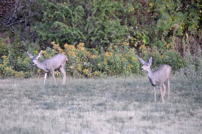 Mule Deer _DSC9839.jpg