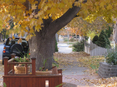 Autumn along Seventh Avenue IMG_0487.jpg