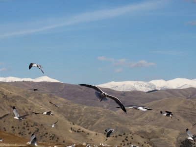 Dump with seagulls and mountains IMG_0526.jpg