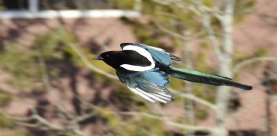 flying magpie _DSC2012.JPG