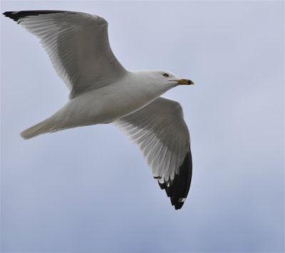 seagull american falls _DSC3182.jpg