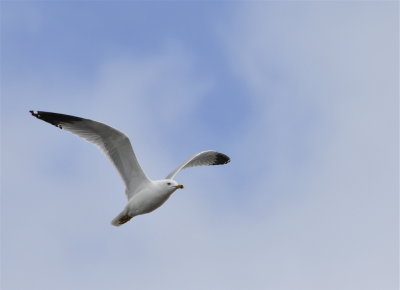 seagull american falls _DSC3300.jpg