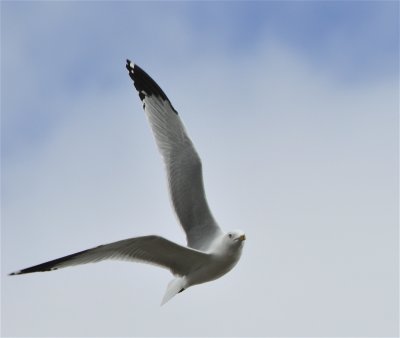 seagull american falls _DSC3304.jpg