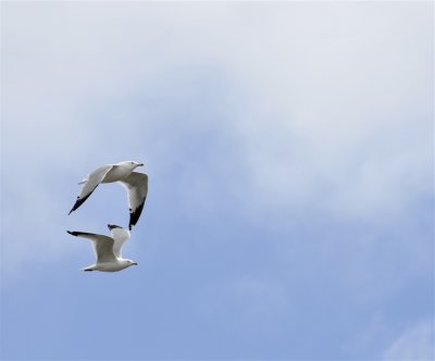seagulls american falls _DSC3170.jpg