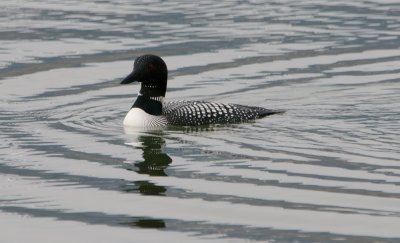 common loon _DSC4067.jpg