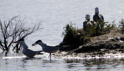 Please identify - Bird just caught a fish _DSC7213.JPG