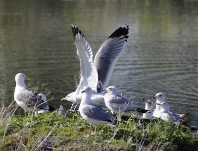 The Private Lives of Seagulls _DSC7194.JPG