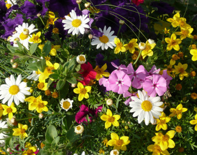 pot of flowers at fred meyer P1030421.jpg