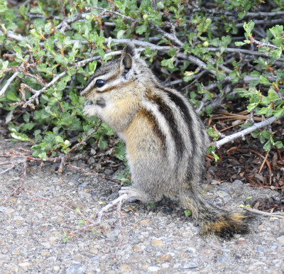 chipmunk at craters of the moon _DSC7662.jpg