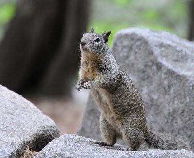 Yosemite Squirrel _DSC8184.JPG
