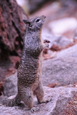 Yosemite squirrel _DSC8198.JPG