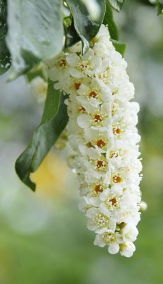 chokecherry blossoms _DSC8555.jpg