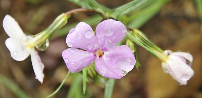 wild flowers _DSC8577.jpg