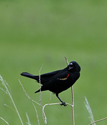 Red-winged blackbird at Camas NWR _DSC8609.JPG