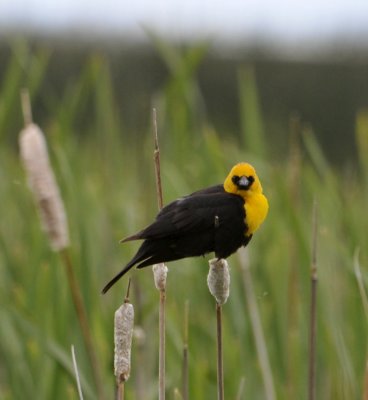 yellow-headed blackbird looking at camera _DSC8769.JPG