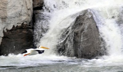 Pelican flying across waterfall at Snake River in American Falls Idaho _DSC9032.JPG
