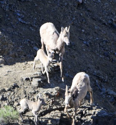 bighorn sheep yellowstone _DSC9765.JPG