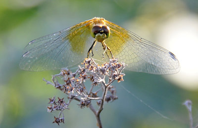 dragonfly at skippers pocatello _DSC2265.jpg