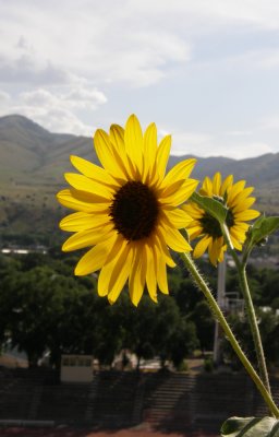 Red Hill Sunflowers P8040138.jpg