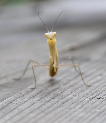 baby praying mantis P8060027.JPG