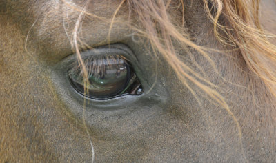 horses eye with reflection _DSC2572.jpg