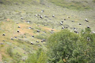 magpies behind our house flying next to Chinese Peak _DSC2642.jpg