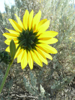 sunflower from behind with brush P1030985.jpg