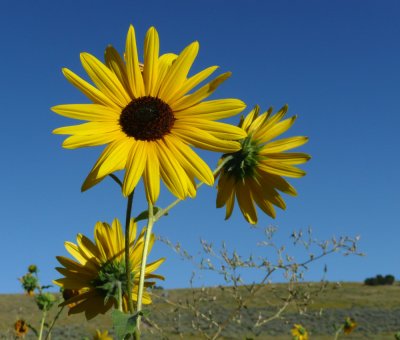 typical august landscape with sunflowers P1030981.jpg